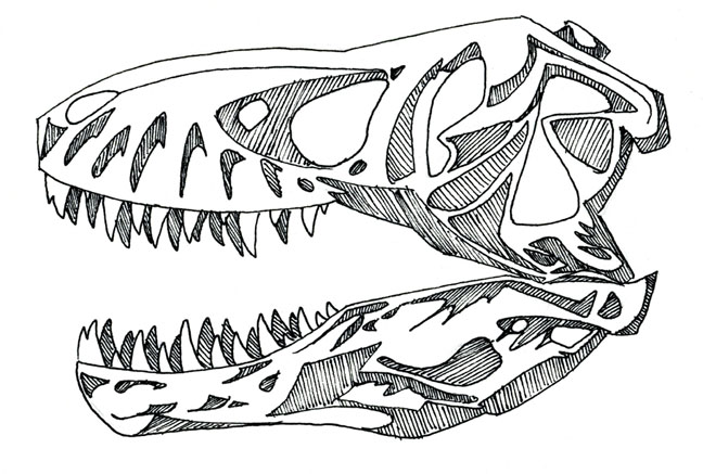 T-Rex Skull Pen Drawing