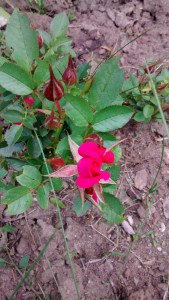 Pink rose in my garden